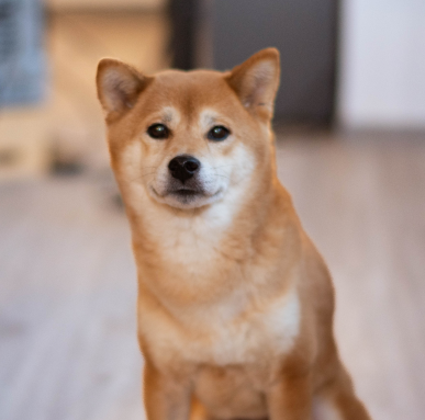 Mitarbeiterfoto Hund Kiba